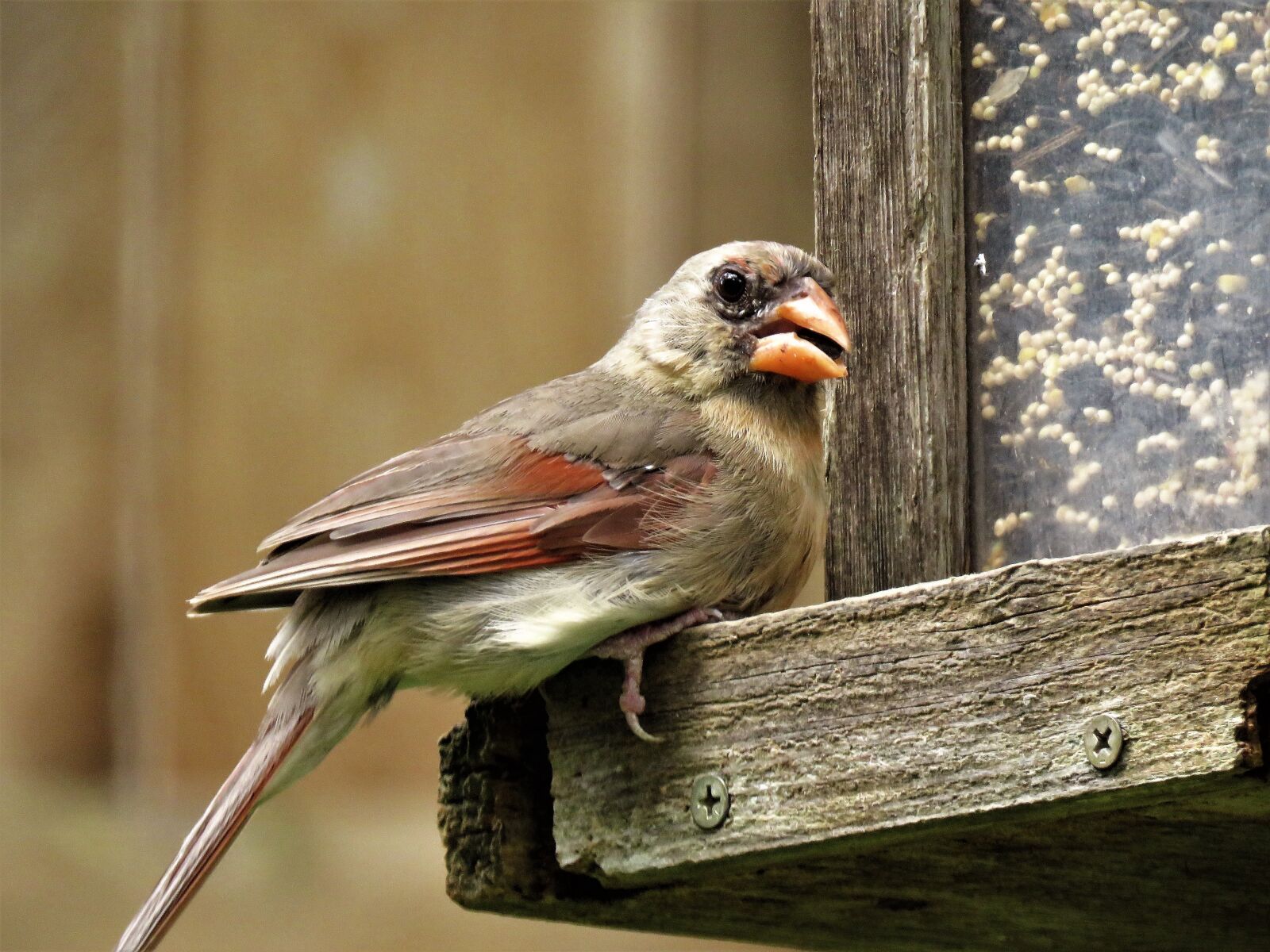 Canon PowerShot SX60 HS sample photo. Bird, close up, female photography