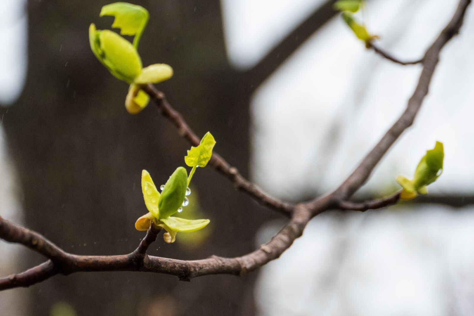 Panasonic Lumix DC-G9 sample photo. Branch, tree, outdoors photography