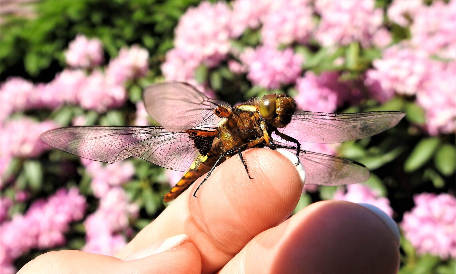 Nikon Coolpix P900 sample photo. Dragonfly, index finger, insect photography