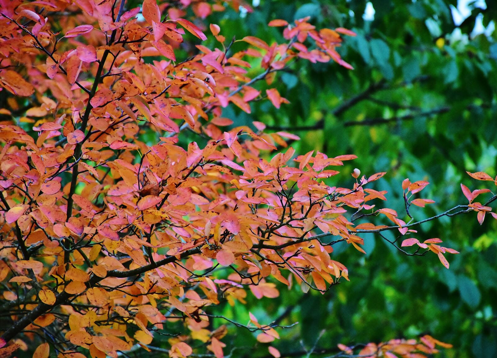 Nikon D7200 sample photo. Nature, autumn, tree photography