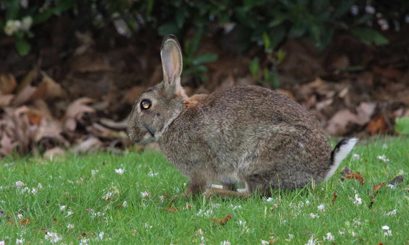Canon EOS 700D (EOS Rebel T5i / EOS Kiss X7i) sample photo. Rabbit, easter, animal photography