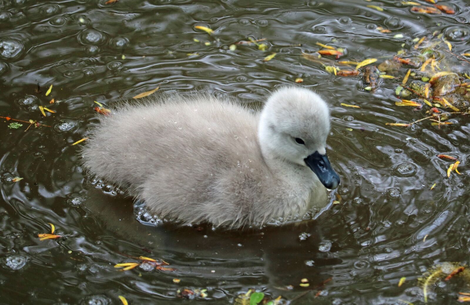 Canon EOS 750D (EOS Rebel T6i / EOS Kiss X8i) sample photo. Signet, baby swan, water photography