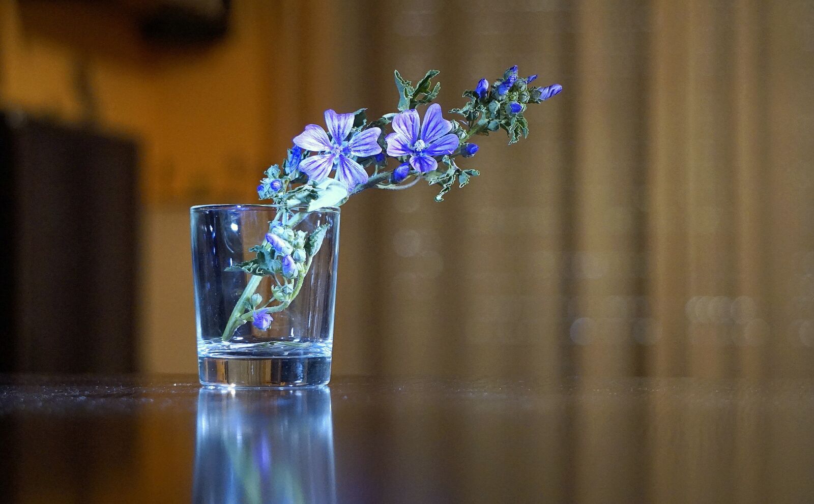 Sony E 55-210mm F4.5-6.3 OSS sample photo. Flowers, blue, blue flower photography