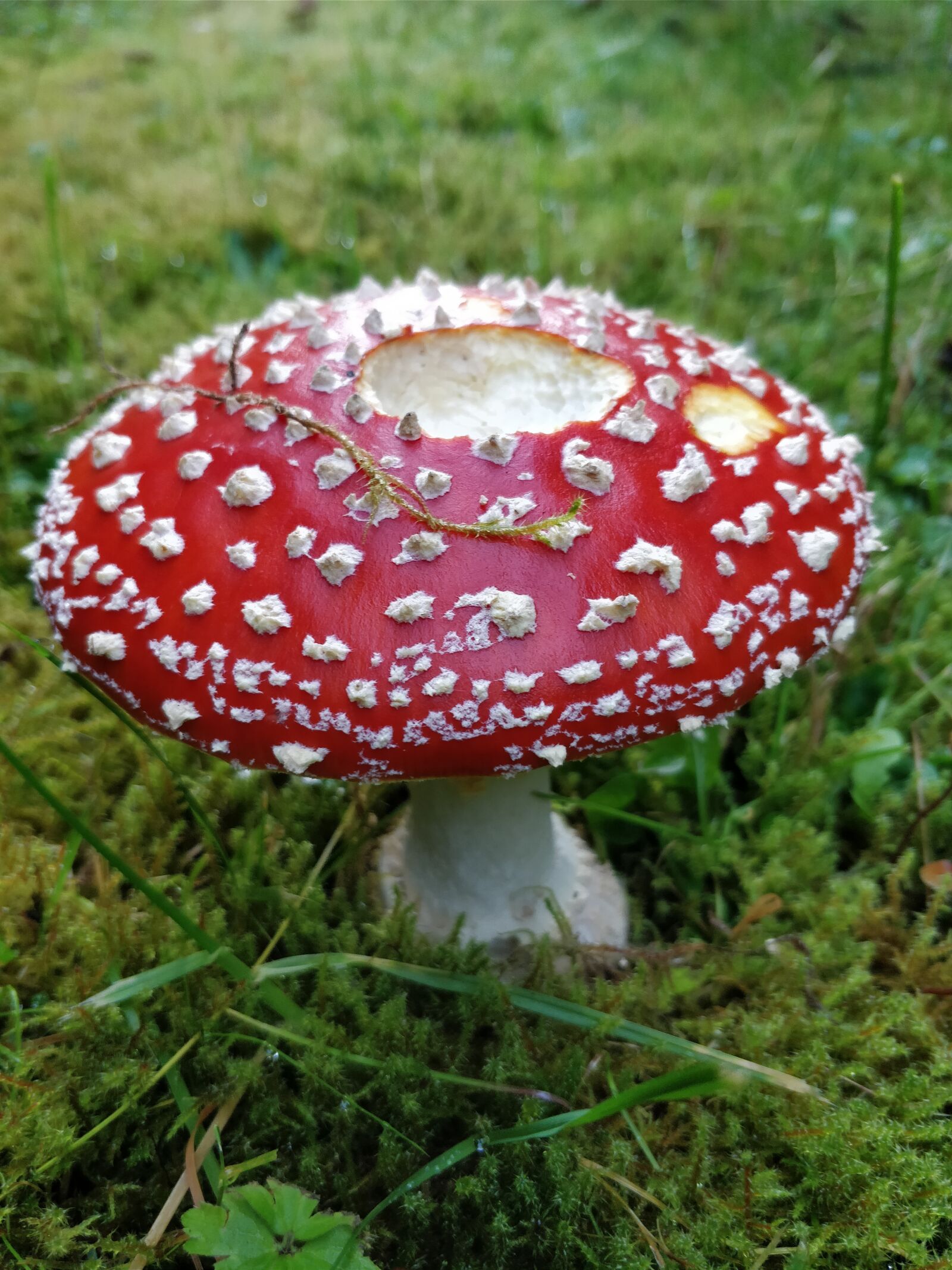 OnePlus 5 sample photo. Sponge, red, fly agaric photography