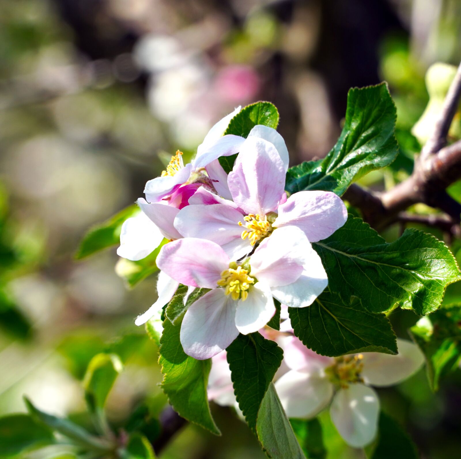 Sony E PZ 18-105mm F4 G OSS sample photo. Tree, blossom, bloom photography