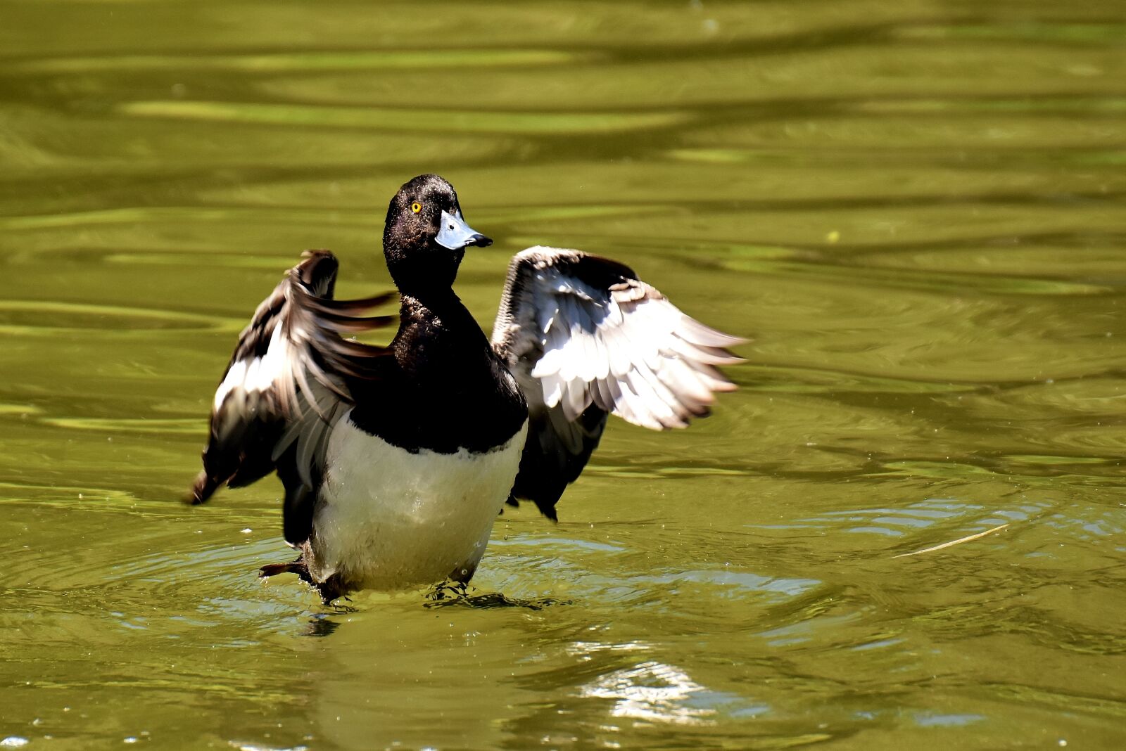 Nikon D7200 sample photo. Tufted duck, ducks, play photography