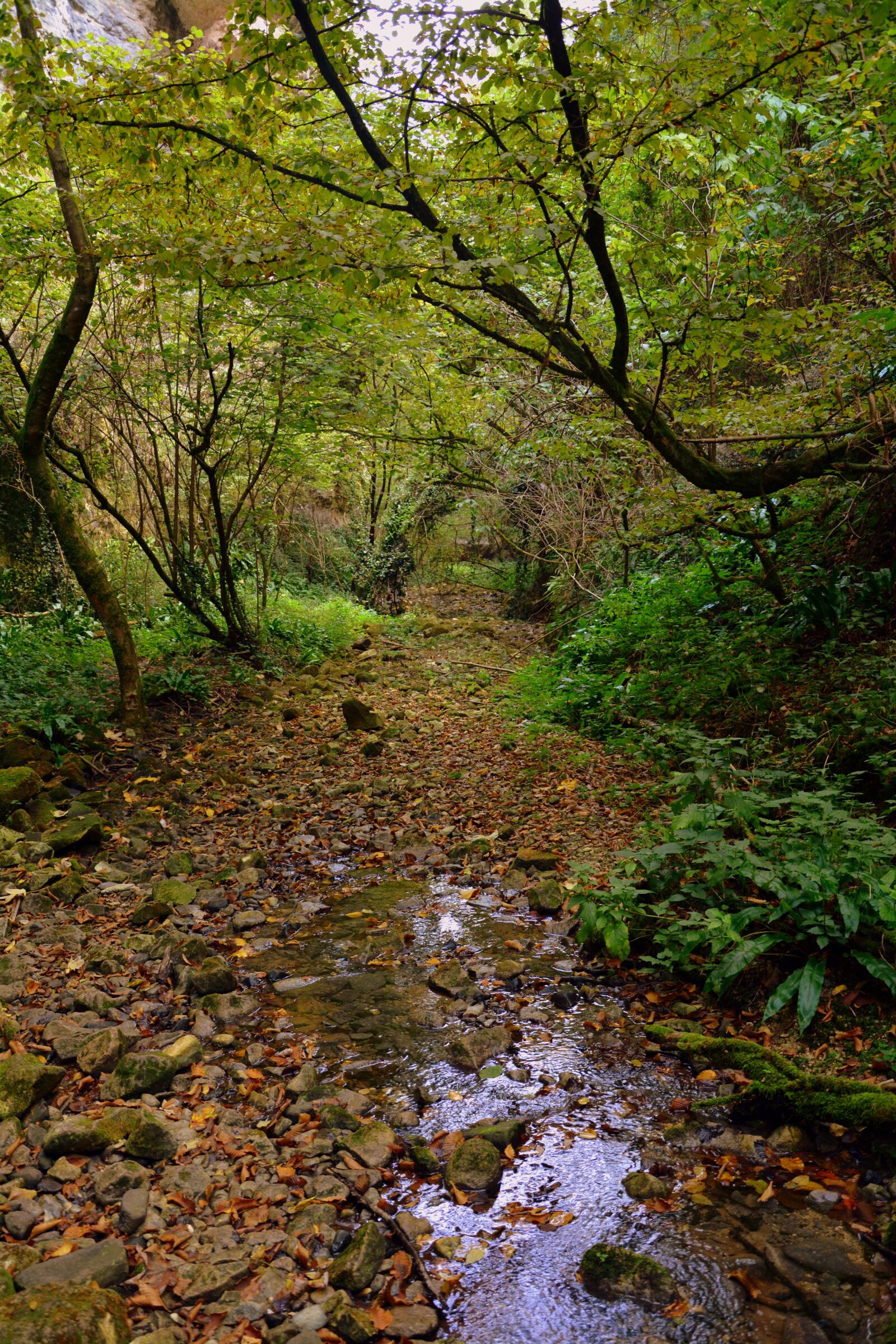 Nikon D7100 sample photo. Excursion, forest, val borago photography