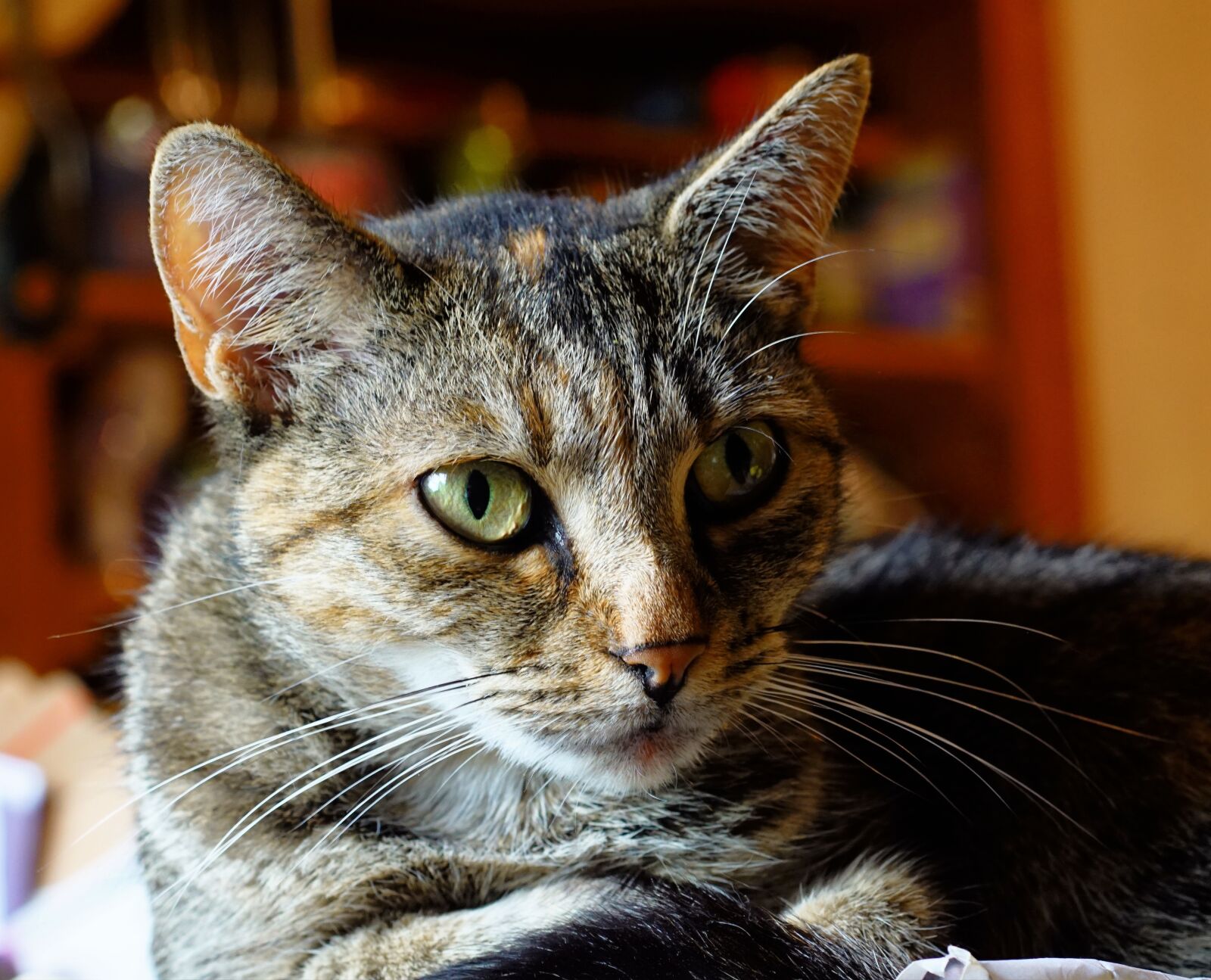 Sony SLT-A68 + MACRO 50mm F2.8 sample photo. Cat, pet, portrait photography