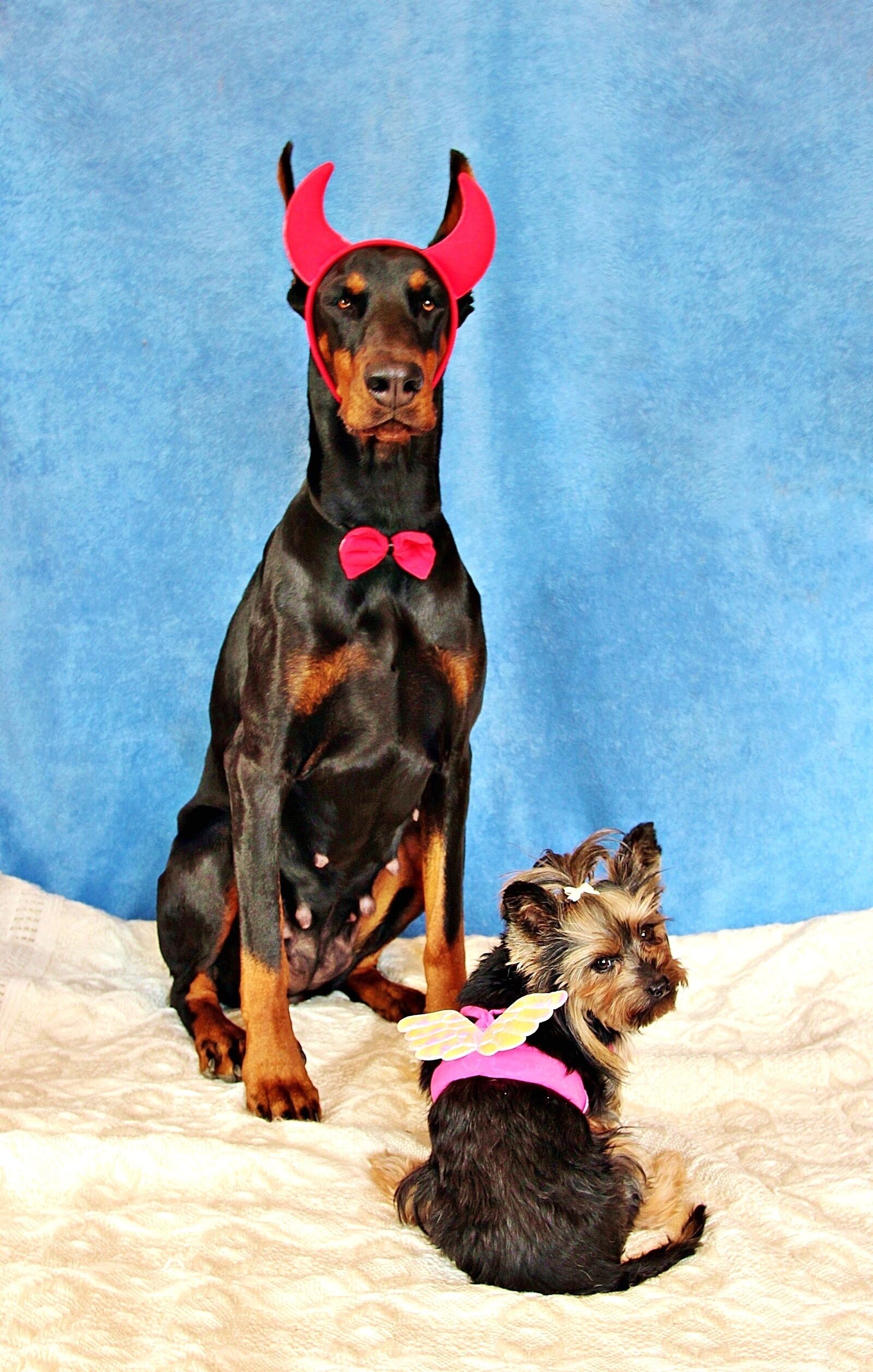 Canon EOS 600D (Rebel EOS T3i / EOS Kiss X5) sample photo. Devil, angel, dogs photography