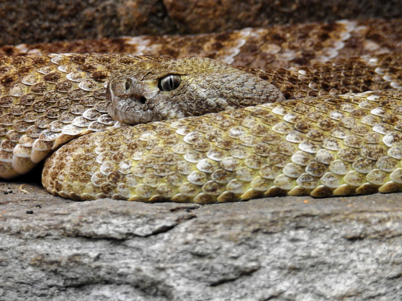 Nikon Coolpix P900 sample photo. Snake, toxic, dangerous photography