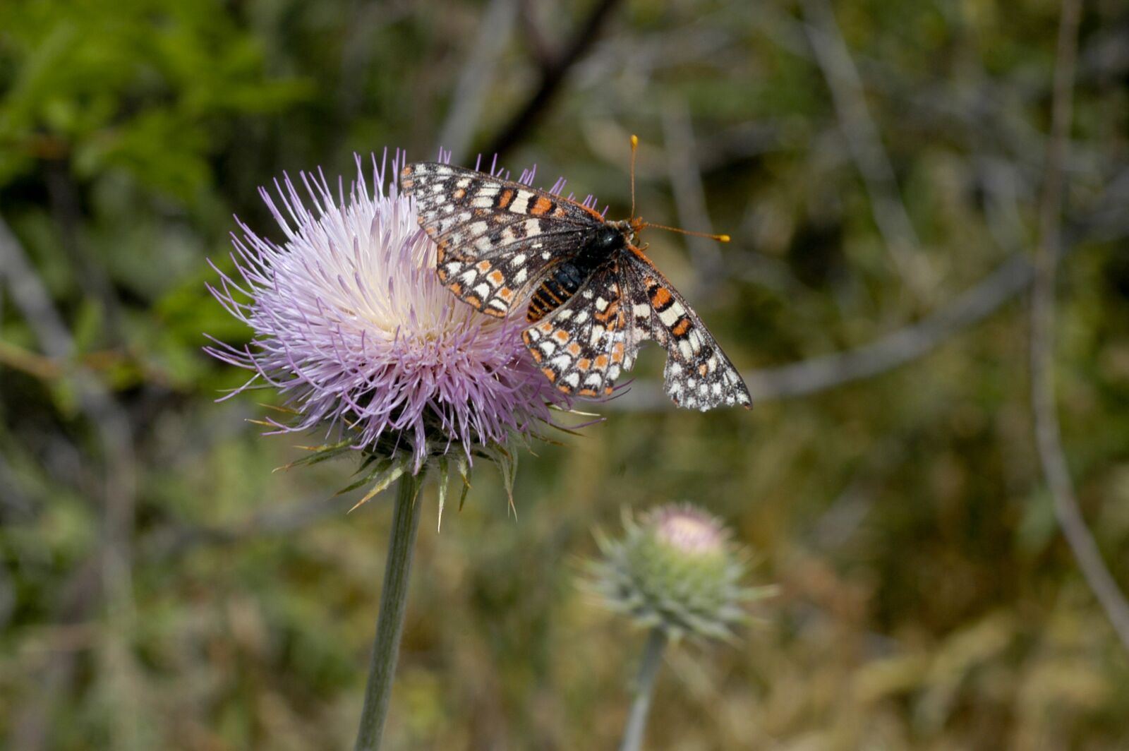 Nikon D100 sample photo. Thistle, butterfly, nature photography