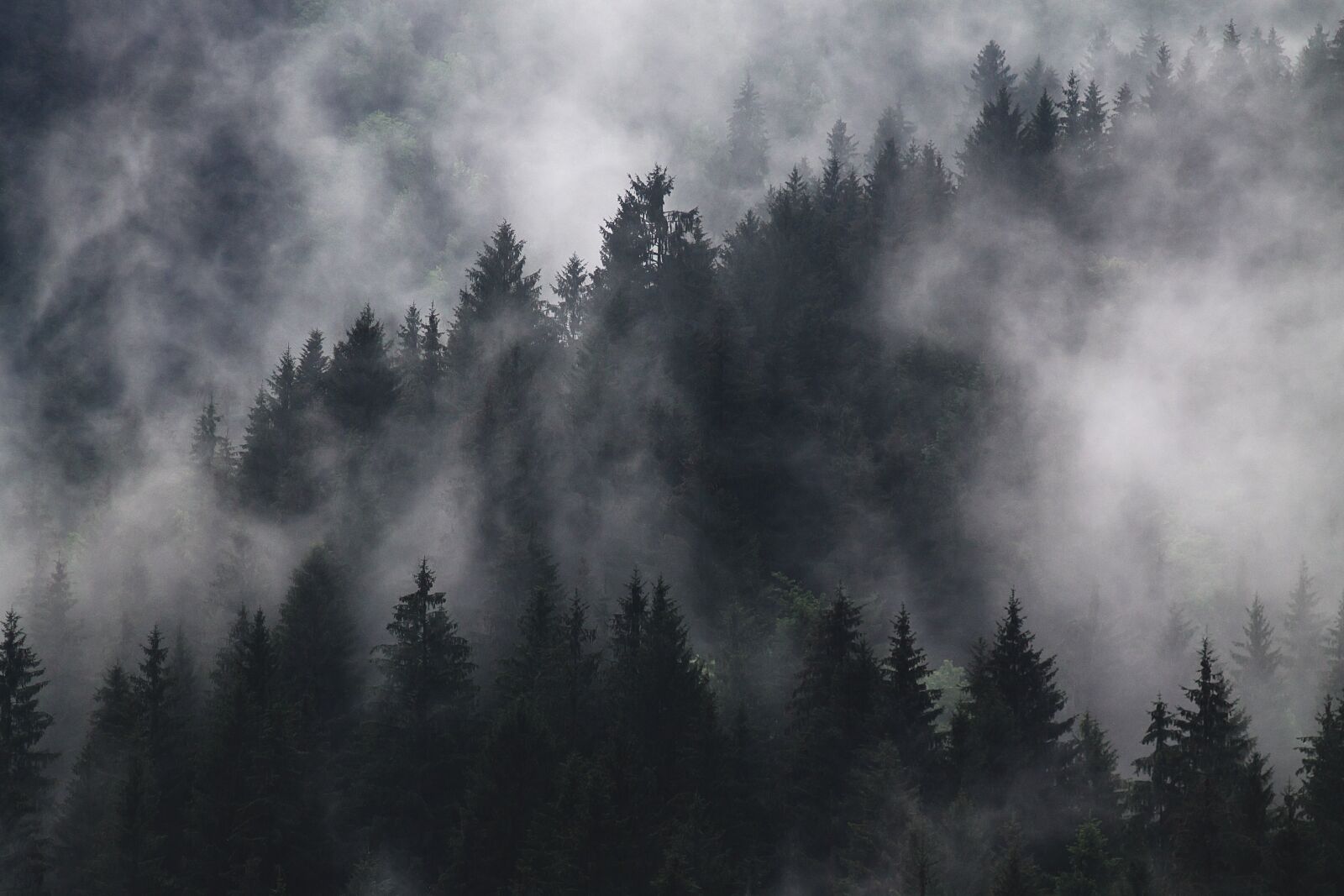 Canon EOS 1100D (EOS Rebel T3 / EOS Kiss X50) sample photo. Fir trees, fog, foggy photography