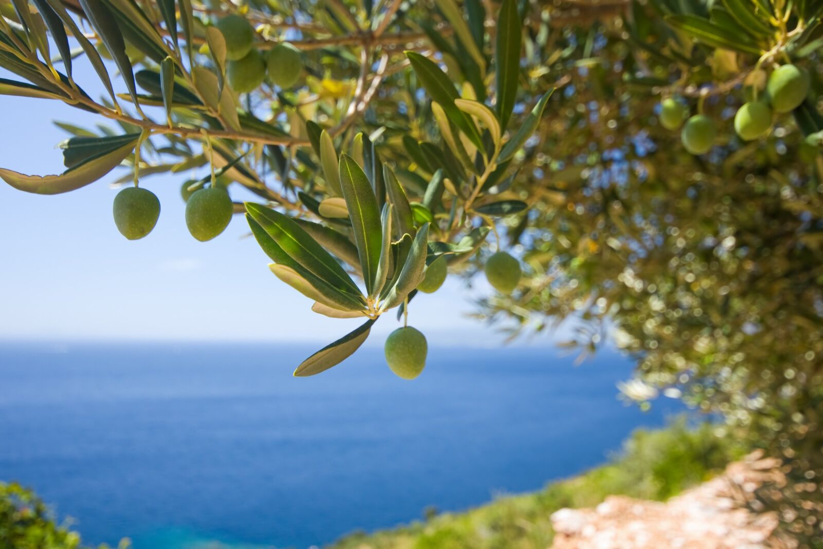 Canon EOS 40D sample photo. Tree, olive, the olives photography