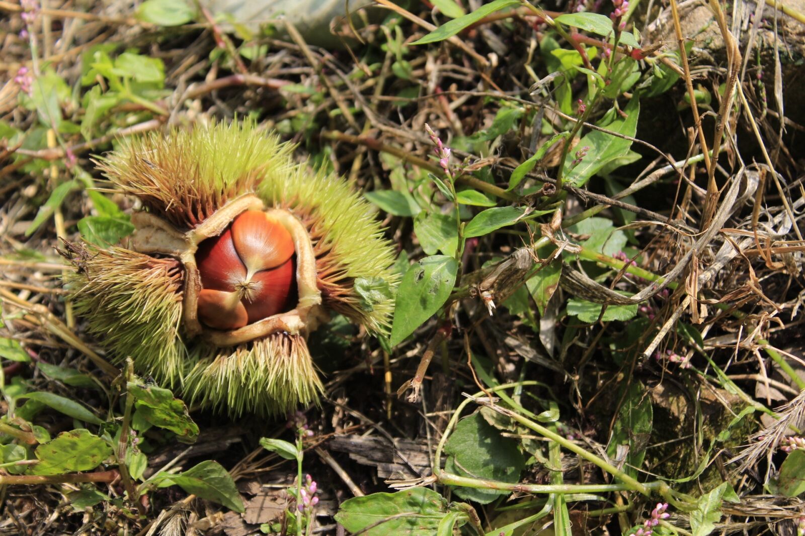 Canon EOS 650D (EOS Rebel T4i / EOS Kiss X6i) sample photo. Night, thorn, nature photography