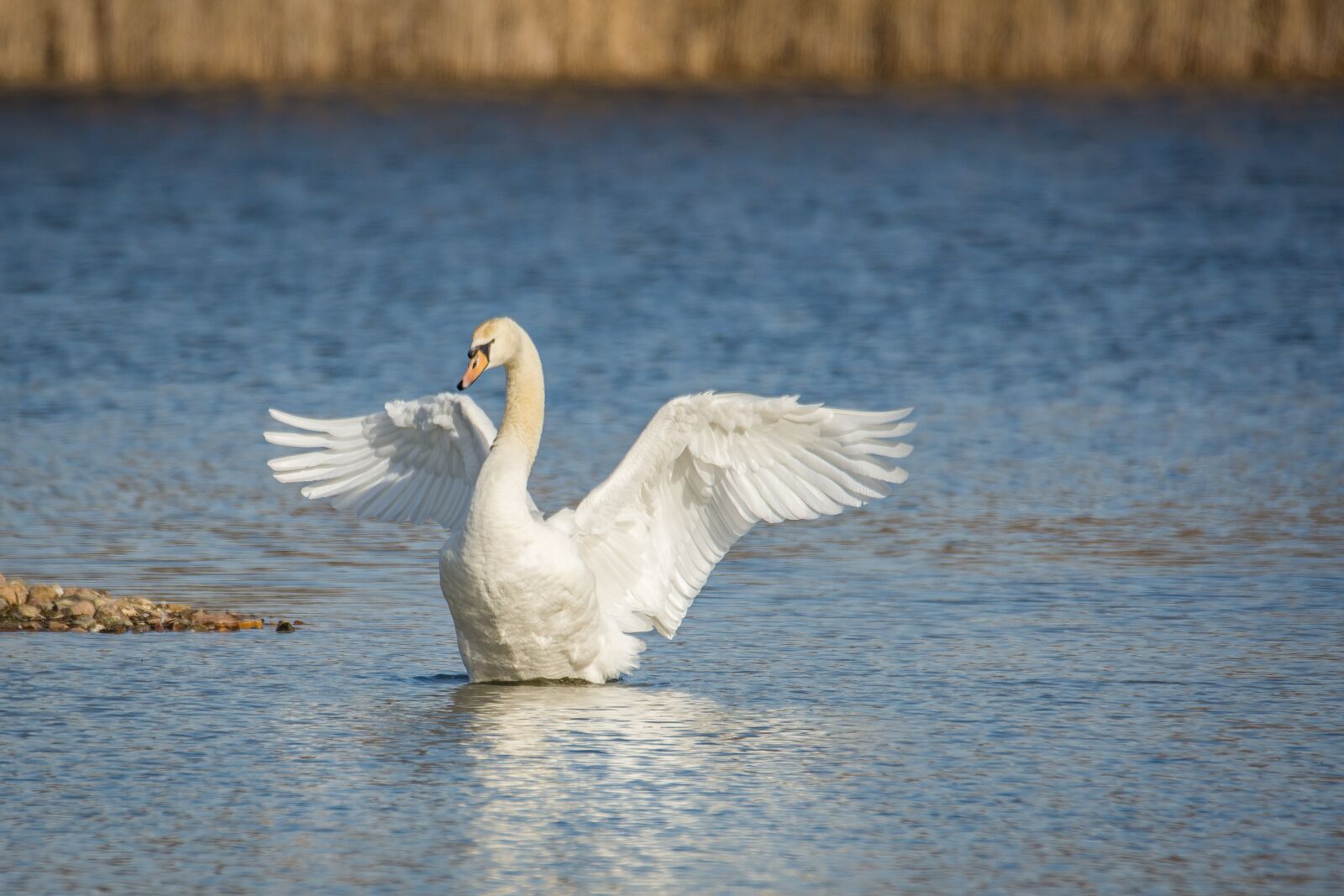 Nikon D7200 sample photo. Swan, lake, wing beat photography