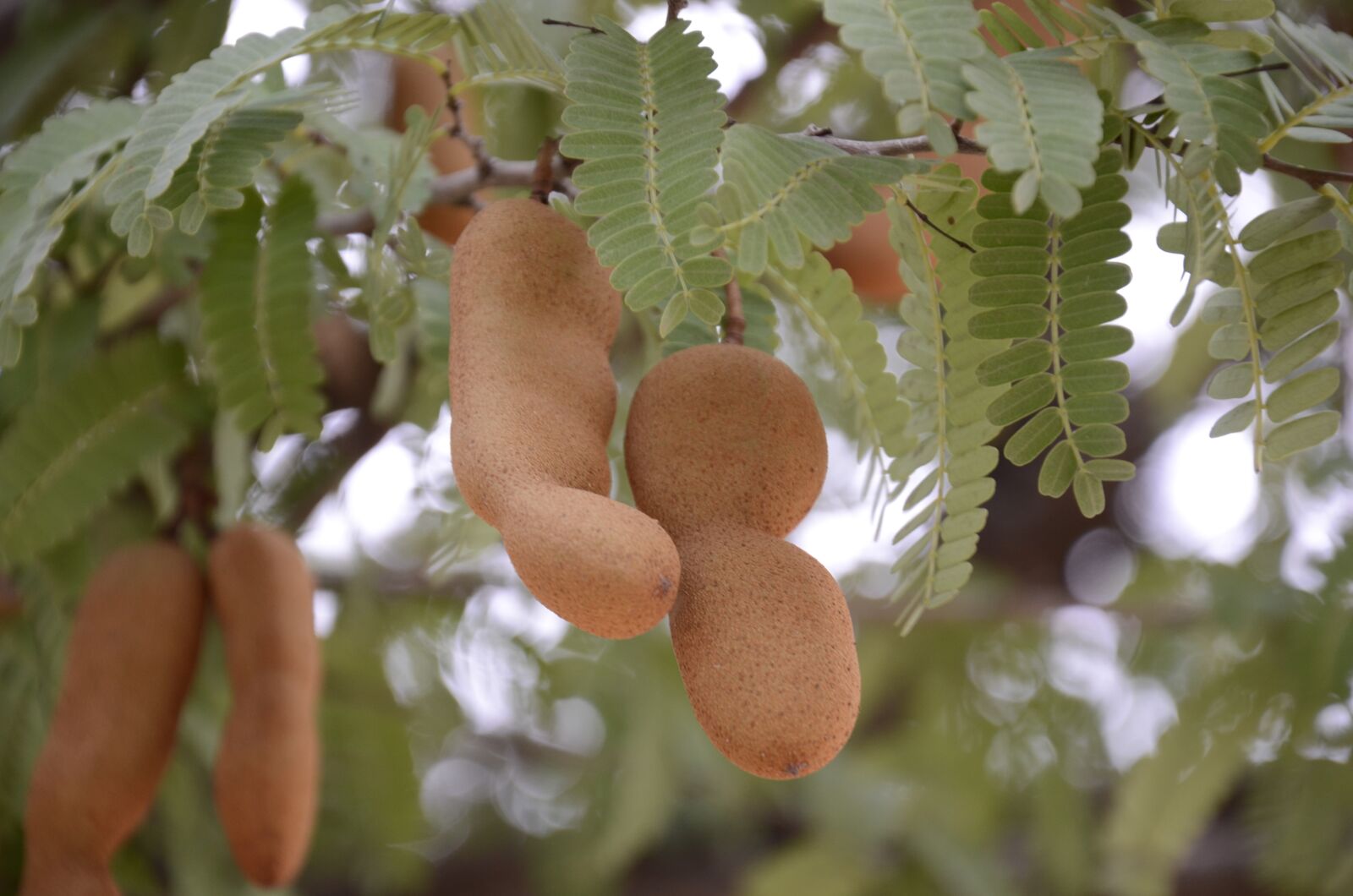 Nikon D7000 sample photo. Pod, tamarindo, leaves photography