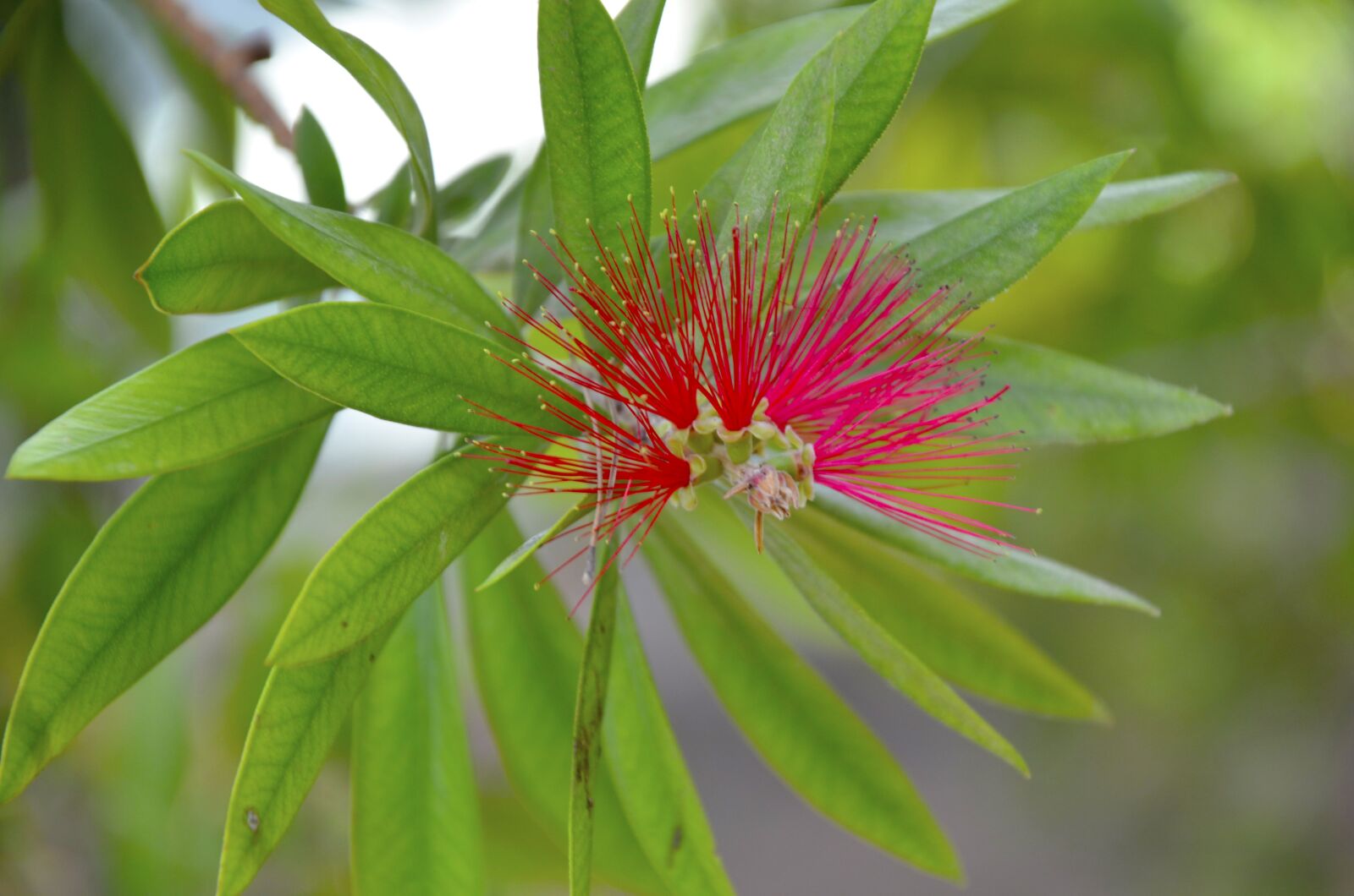Nikon D7000 sample photo. Nature, plant, leaf photography
