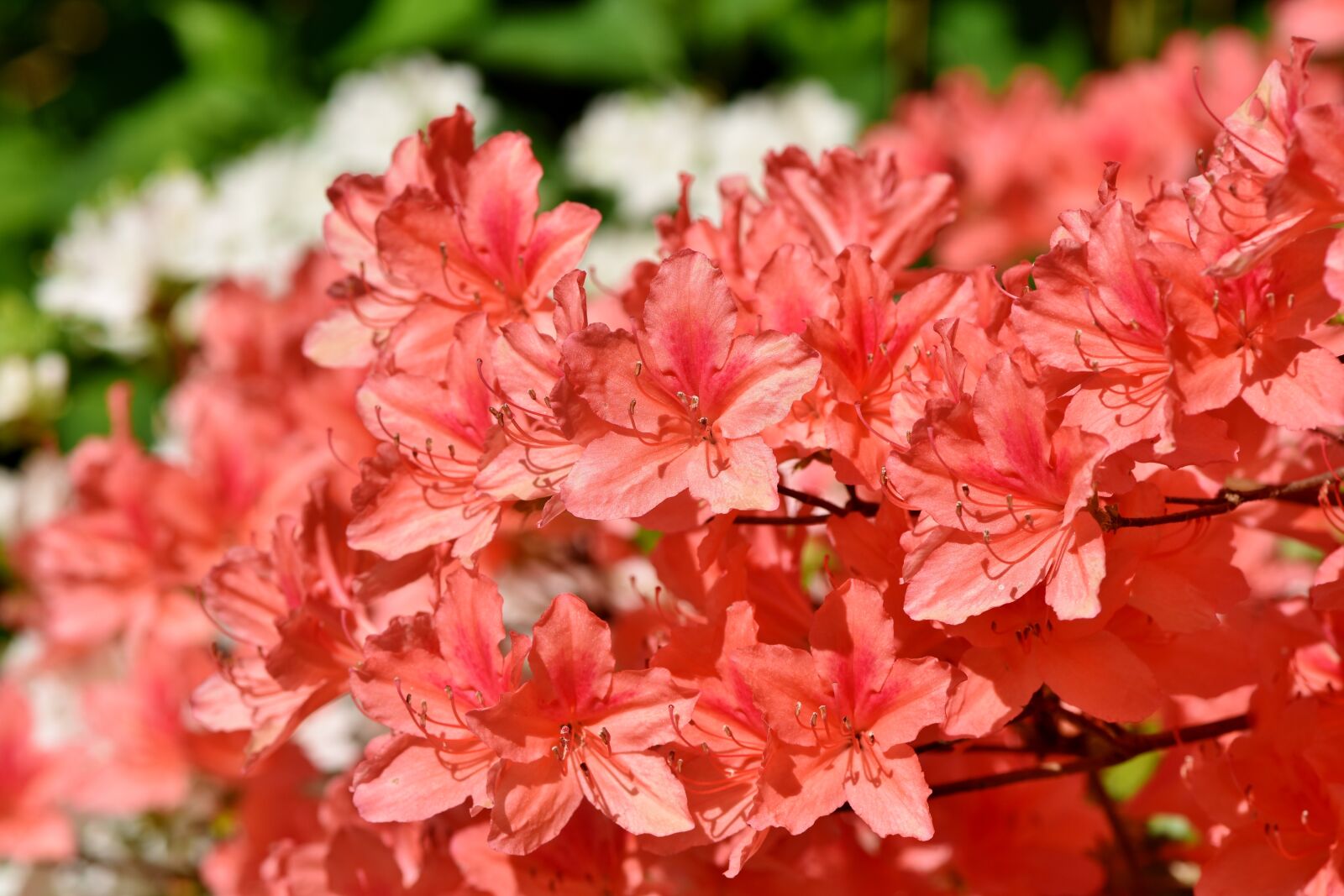 Nikon D7200 sample photo. Rhododendron, rhododendron buds, rhododendron photography