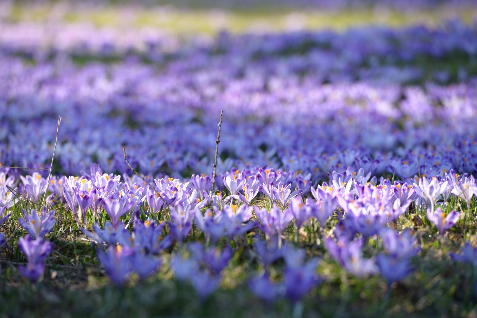Nikon D600 sample photo. Crocus, polyana, spring photography