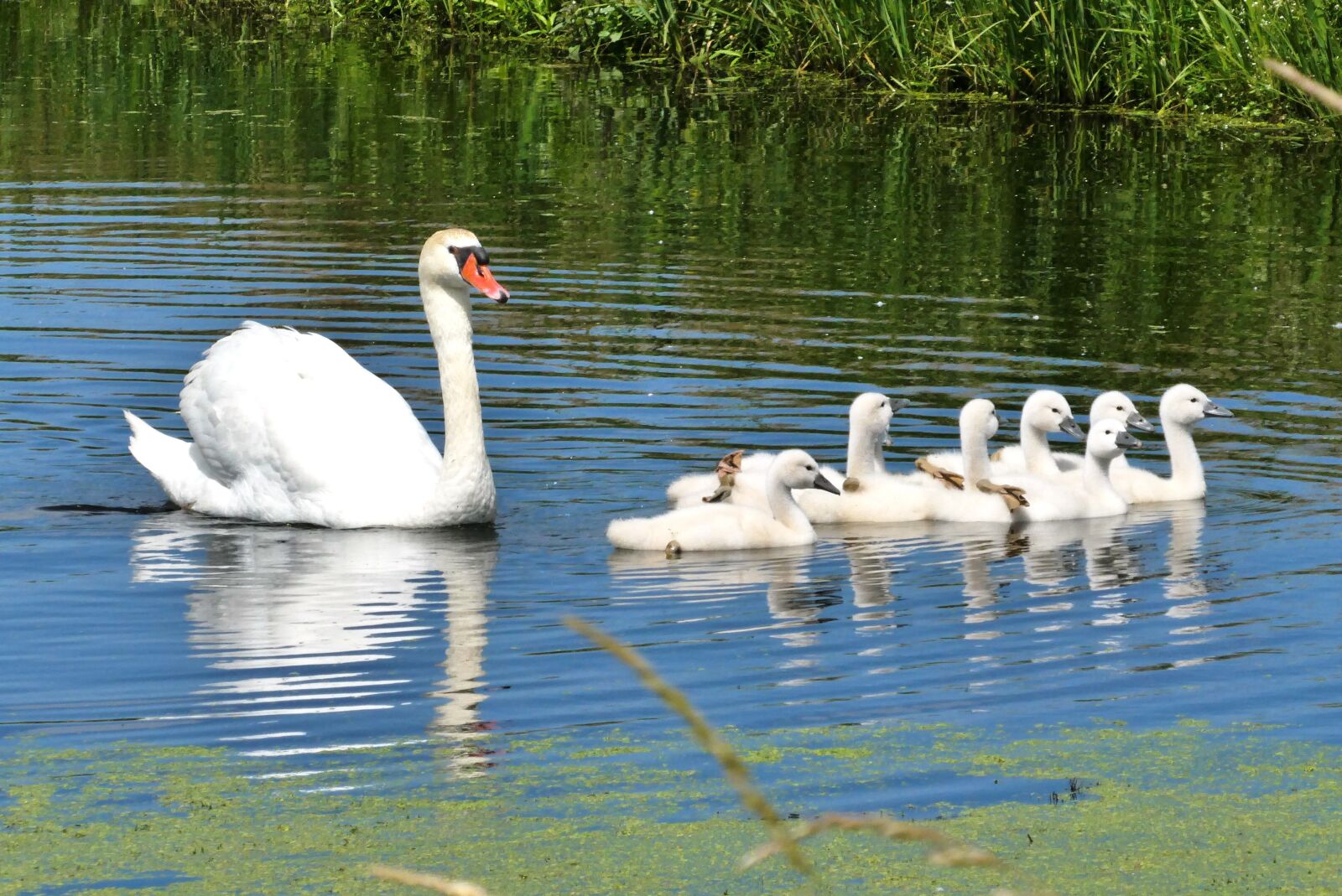 Panasonic Lumix DC-ZS70 (Lumix DC-TZ90) sample photo. Swan with young boy photography