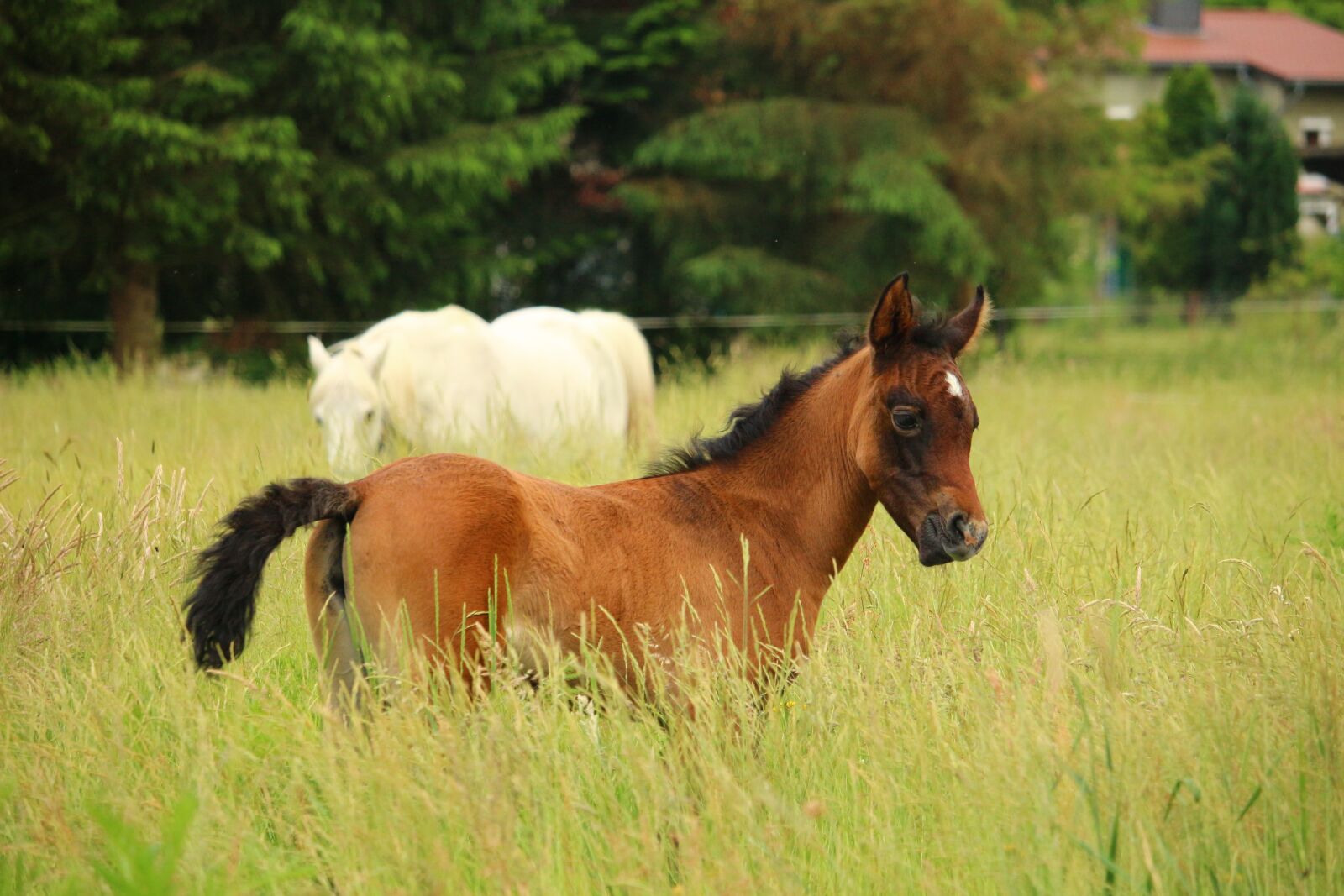 Canon EOS 100D (EOS Rebel SL1 / EOS Kiss X7) sample photo. Horse, foal, suckling photography