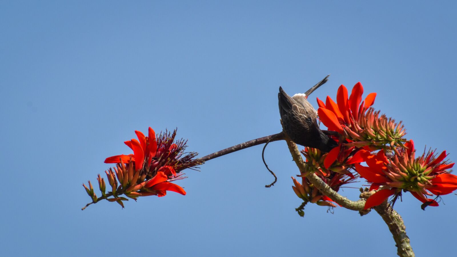 Nikon D3500 sample photo. Environment, beak, outdoor photography