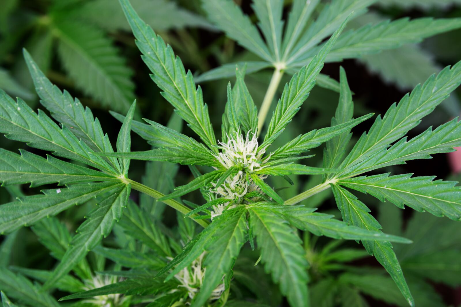 Nikon D5300 sample photo. Cannabis, marijuana, drugs photography