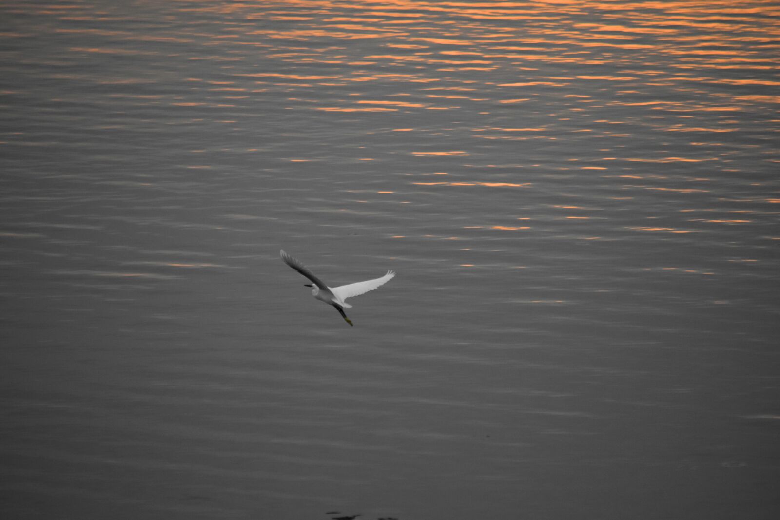 Nikon D5500 sample photo. Bird, egret, horizon, lakeside photography