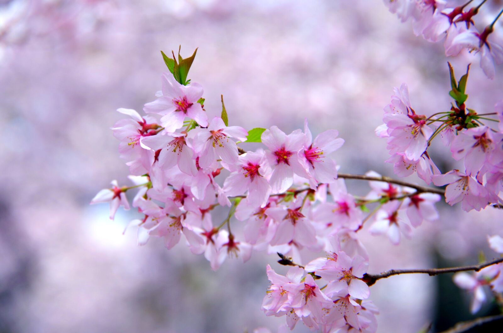 Pentax K-30 sample photo. Flowers, cherry, plant photography