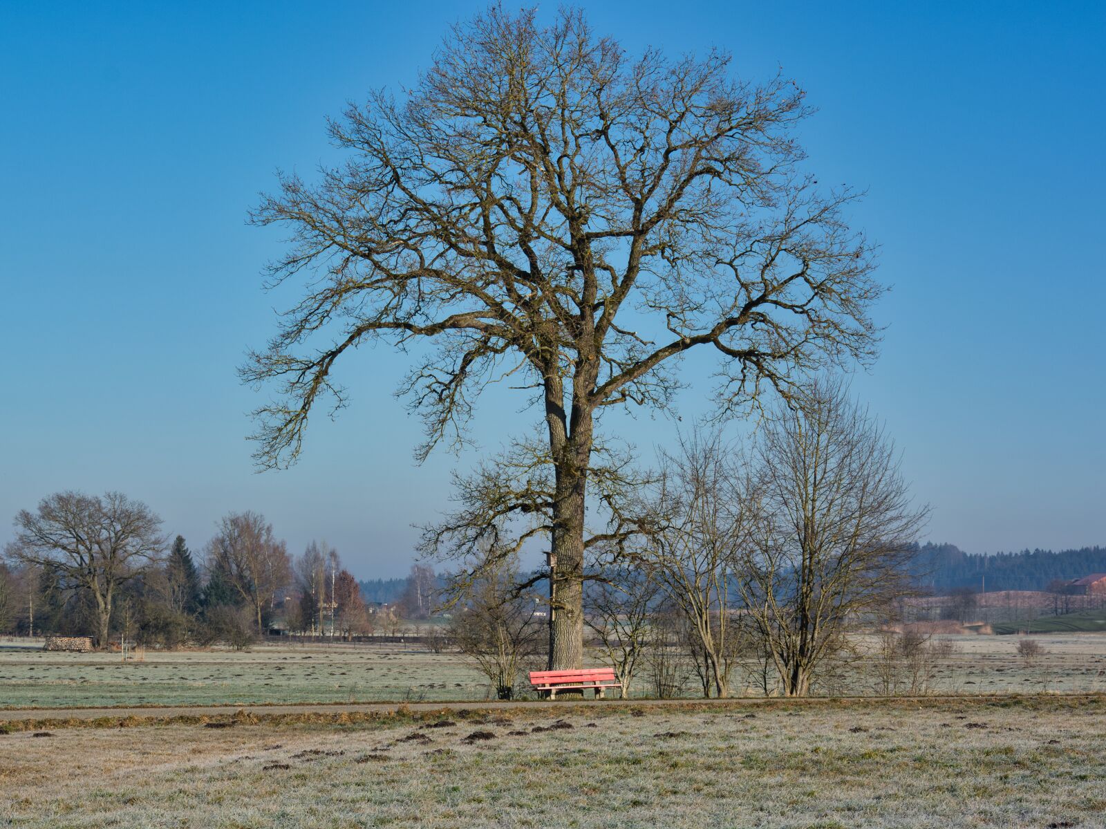 Nikon D7100 sample photo. Autumn, tree, aesthetic photography