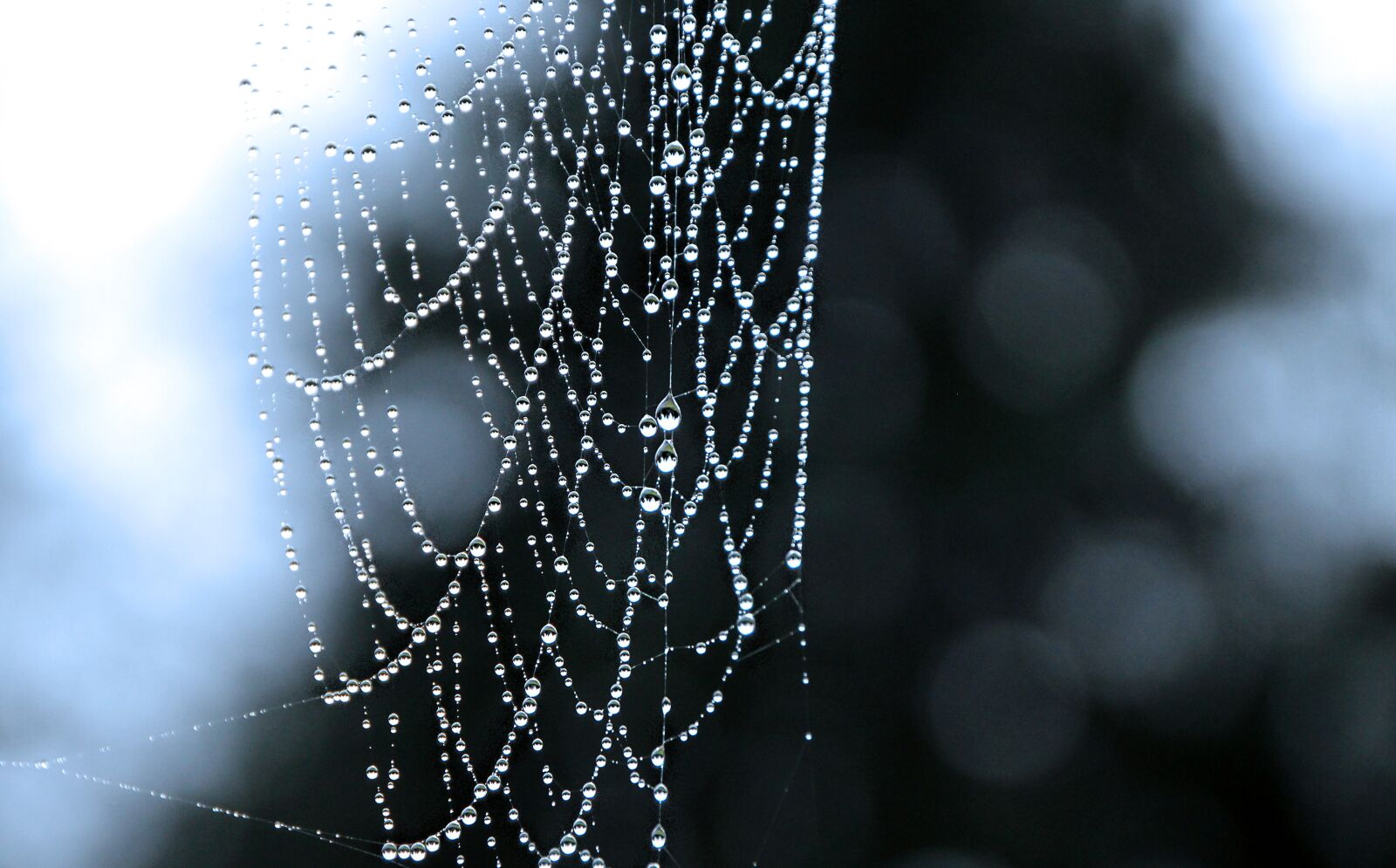 Canon EOS 1300D (EOS Rebel T6 / EOS Kiss X80) sample photo. Spider, web, drip photography