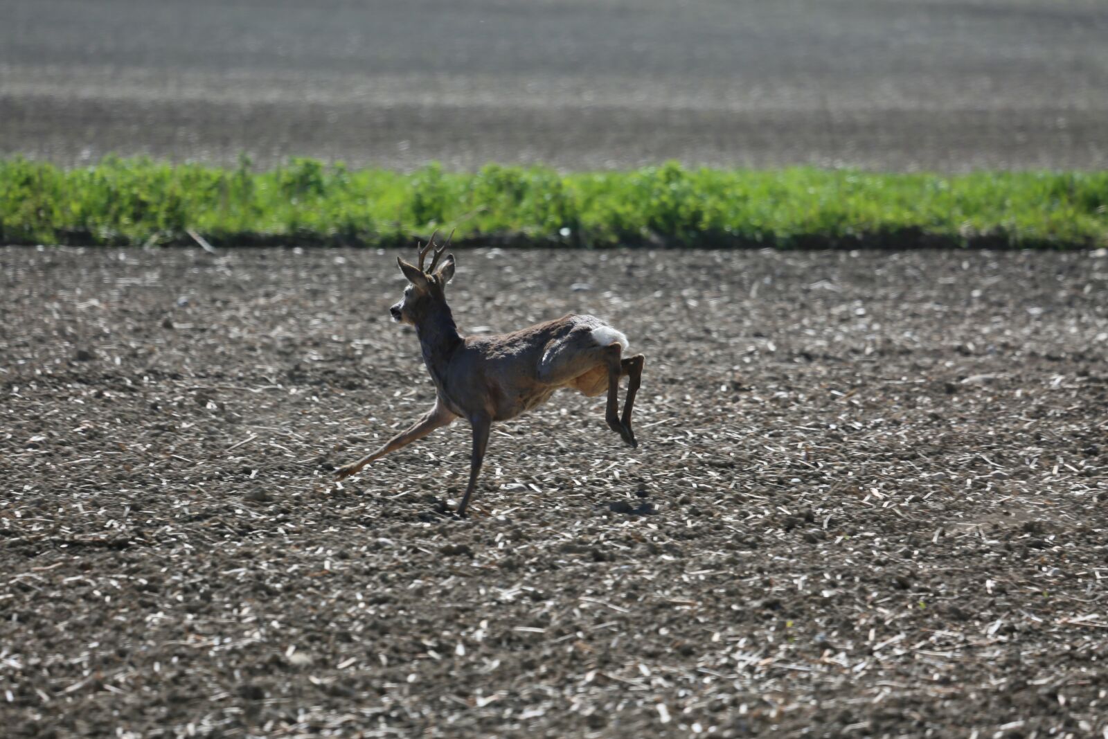Canon EF 100-400mm F4.5-5.6L IS USM sample photo. Roe deer, bock, field photography