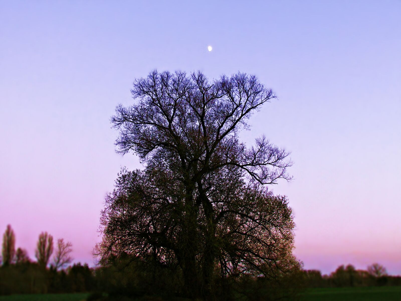 Canon PowerShot SX30 IS sample photo. Tree, lonely, colors photography