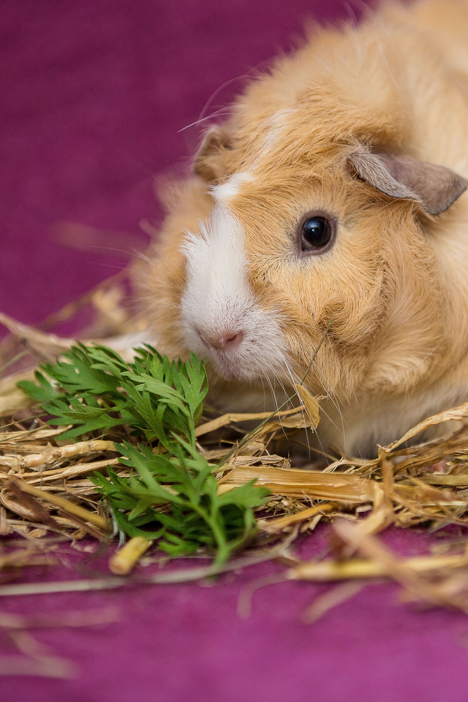 Canon EOS 5D Mark III sample photo. Guinea pig, pet, nager photography