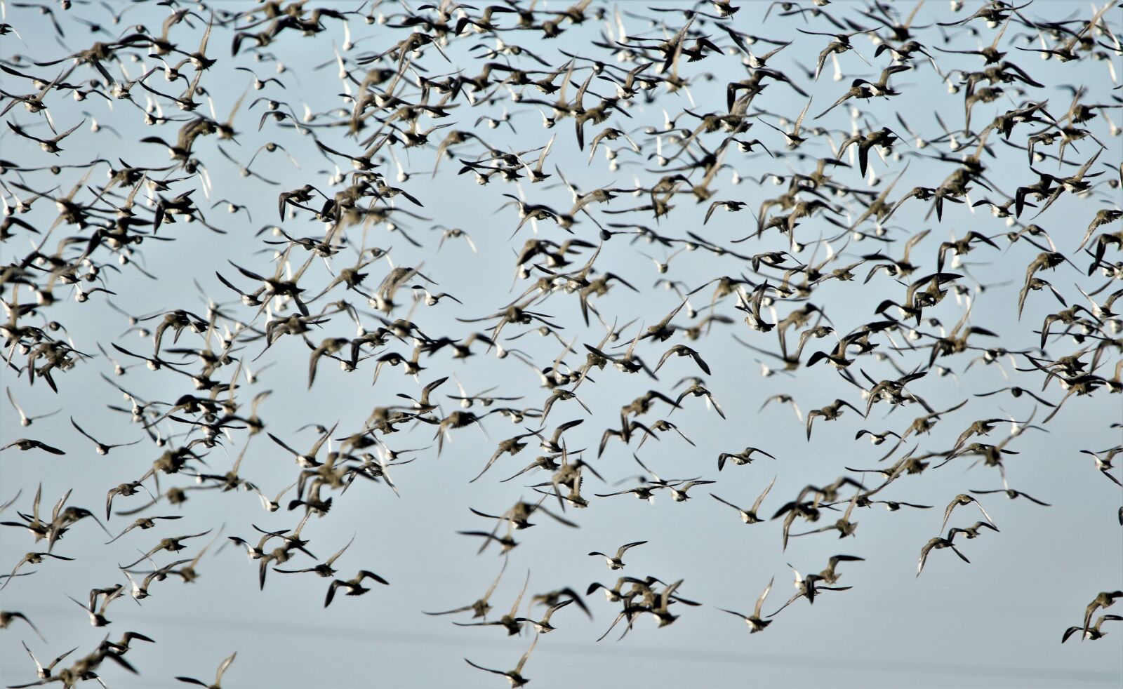 150-600mm F5-6.3 DG OS HSM | Contemporary 015 sample photo. Birds, flock, animals photography