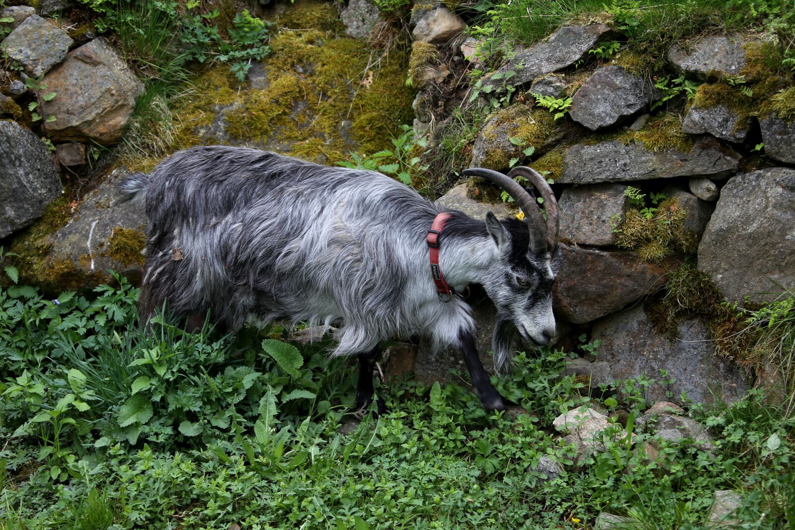 Canon EF 28-300mm F3.5-5.6L IS USM sample photo. Goat, culture, the horns photography