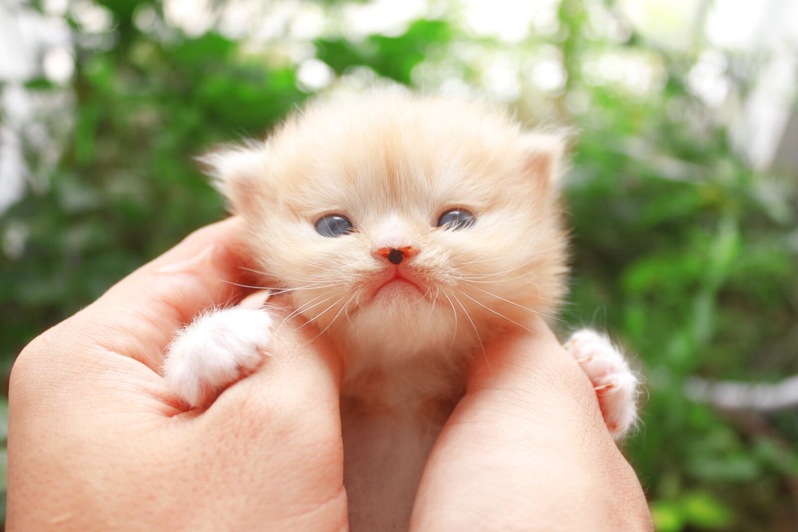 Canon EOS 50D sample photo. Cat, small, kitten photography