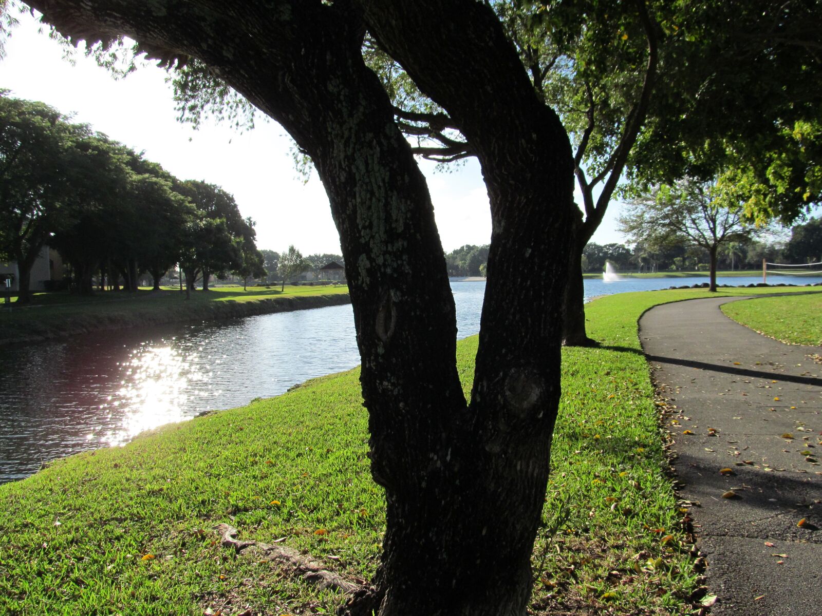 Canon PowerShot SX150 IS sample photo. River, tree, scenic photography