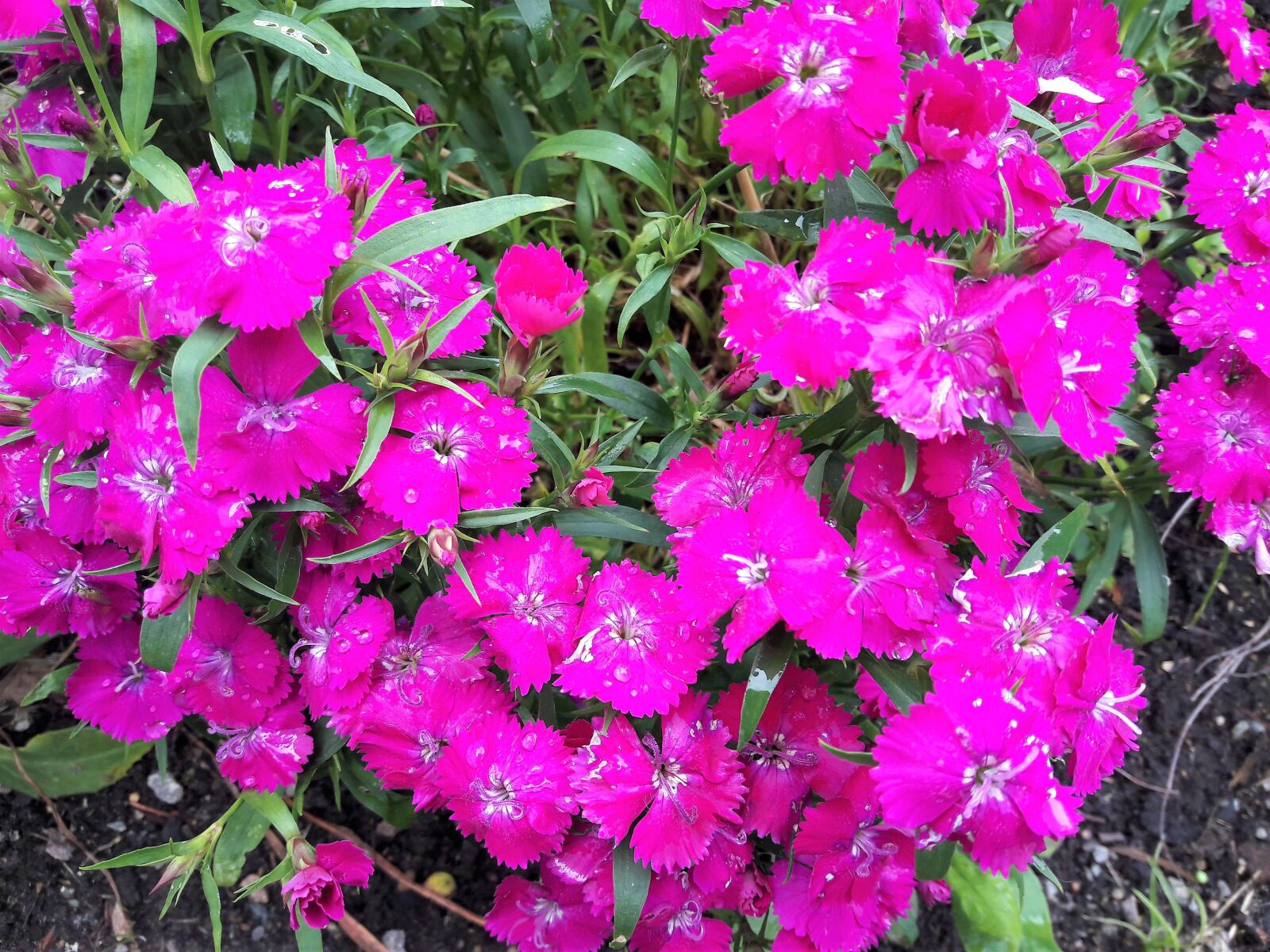 Samsung Galaxy A5(2016) sample photo. Buschnelke, pflanze, blume photography