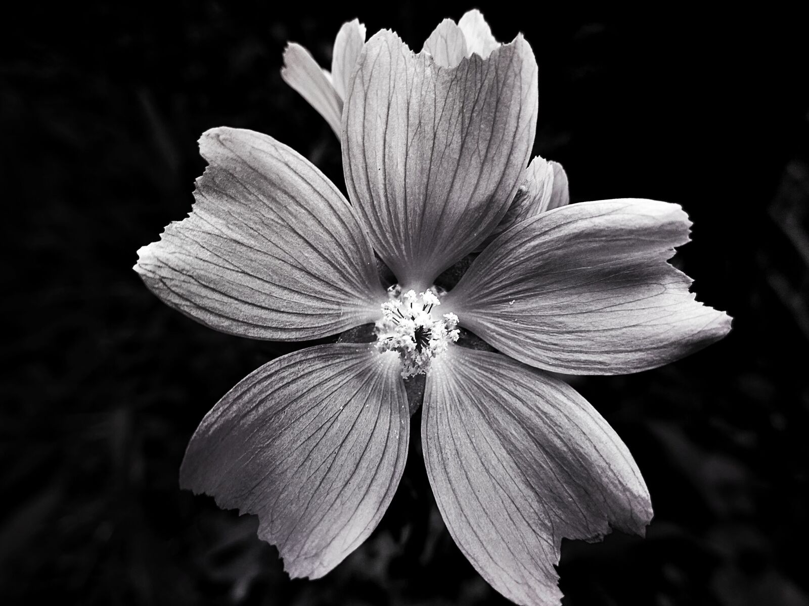 Sony DSC-HX60 sample photo. Black, and, white, bloom photography
