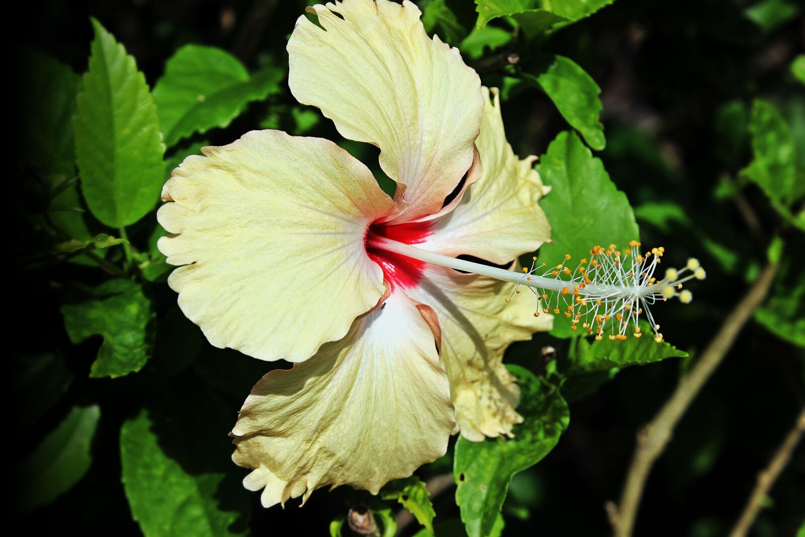 Canon EOS 600D (Rebel EOS T3i / EOS Kiss X5) sample photo. Flower, green, hibiscus, macro photography