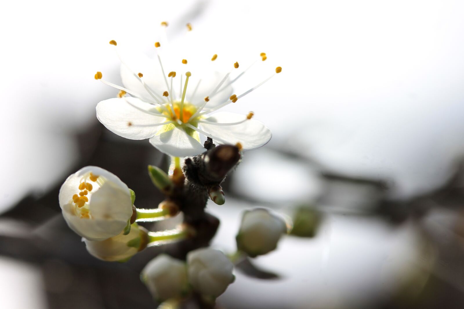 Canon EF-S 60mm F2.8 Macro USM sample photo. Blackthorn blossom, spring, plant photography