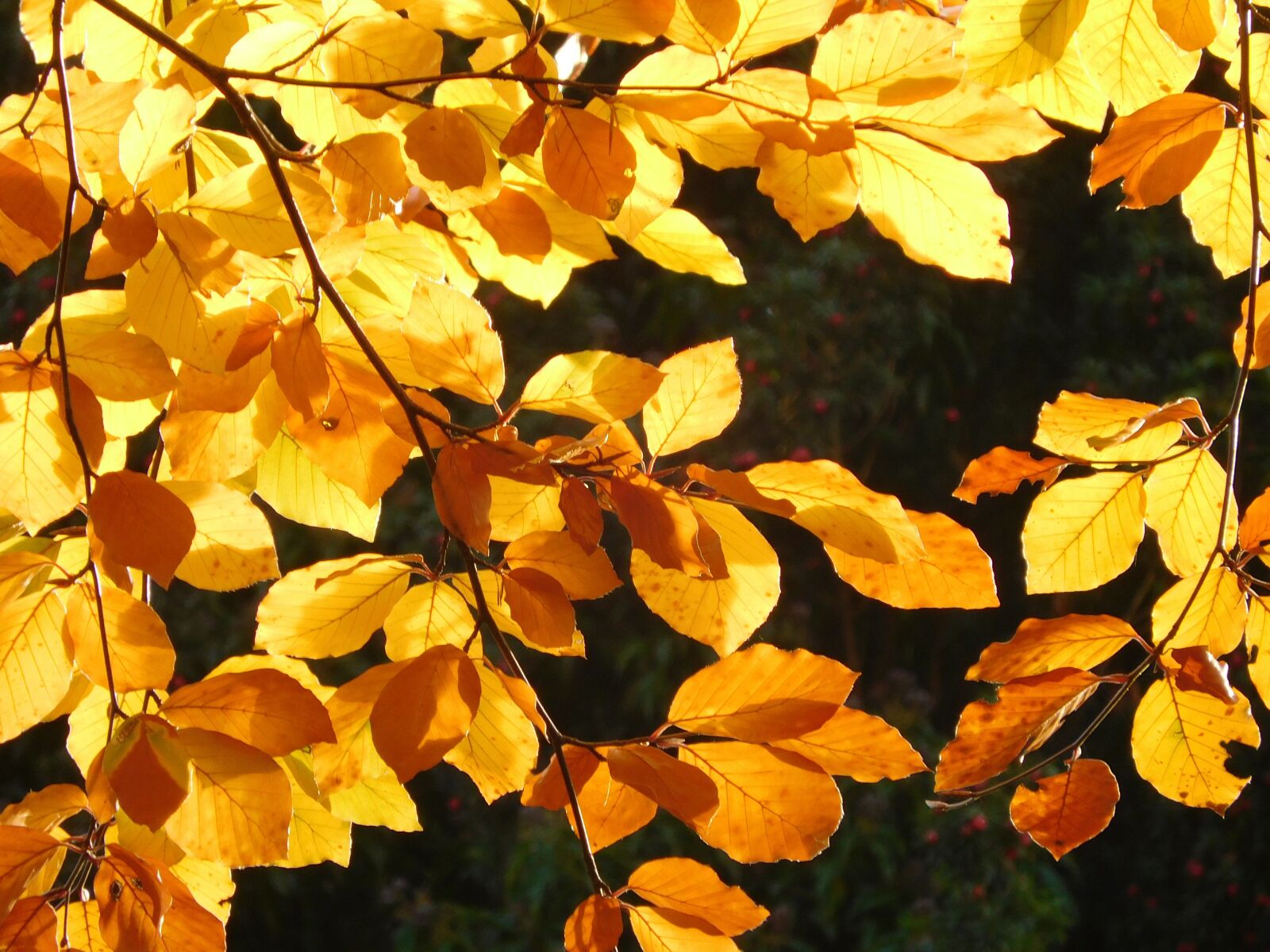 Nikon Coolpix S7000 sample photo. Leaf, leaves, yellow photography