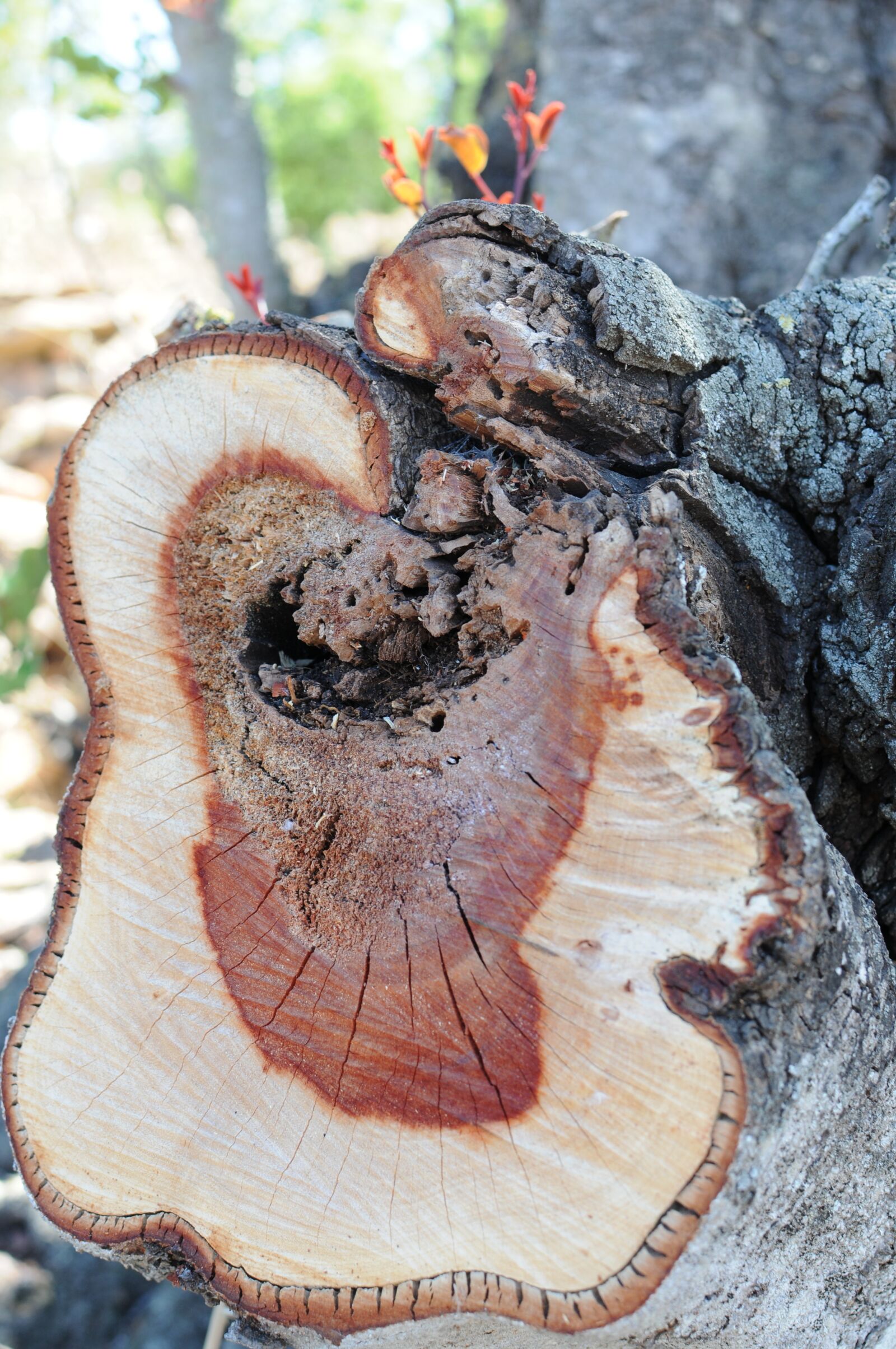 Nikon D300S sample photo. Wood, tree, nature photography