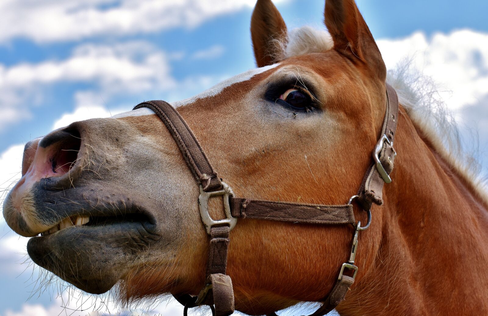 Nikon D7200 sample photo. Horse, view, funny photography