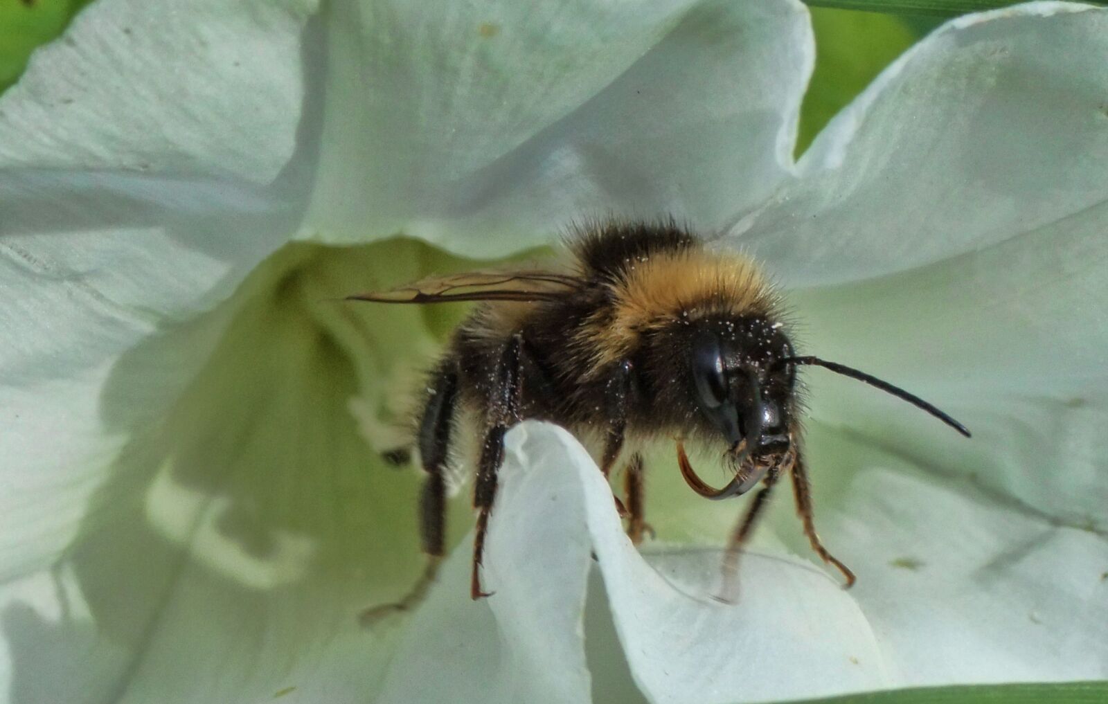 FujiFilm FinePix S200EXR (FinePix S205EXR) sample photo. Bee, insect, pollen photography