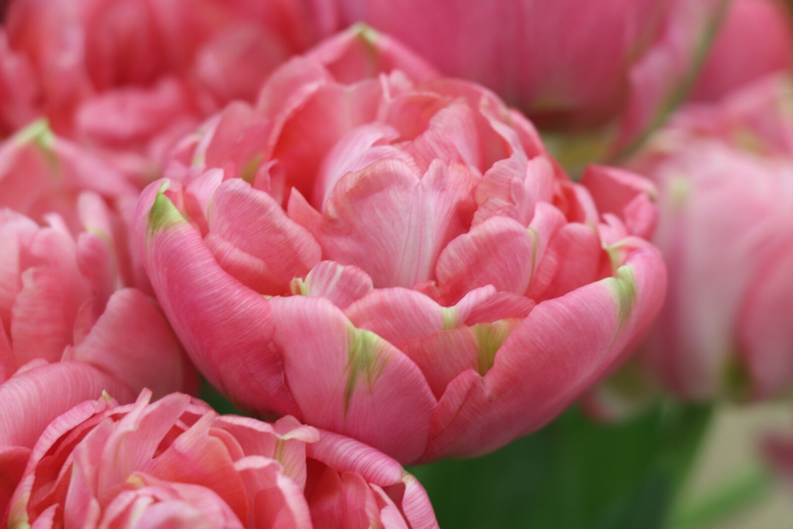 Canon EOS 77D (EOS 9000D / EOS 770D) sample photo. Tulips, tulip, flowers photography