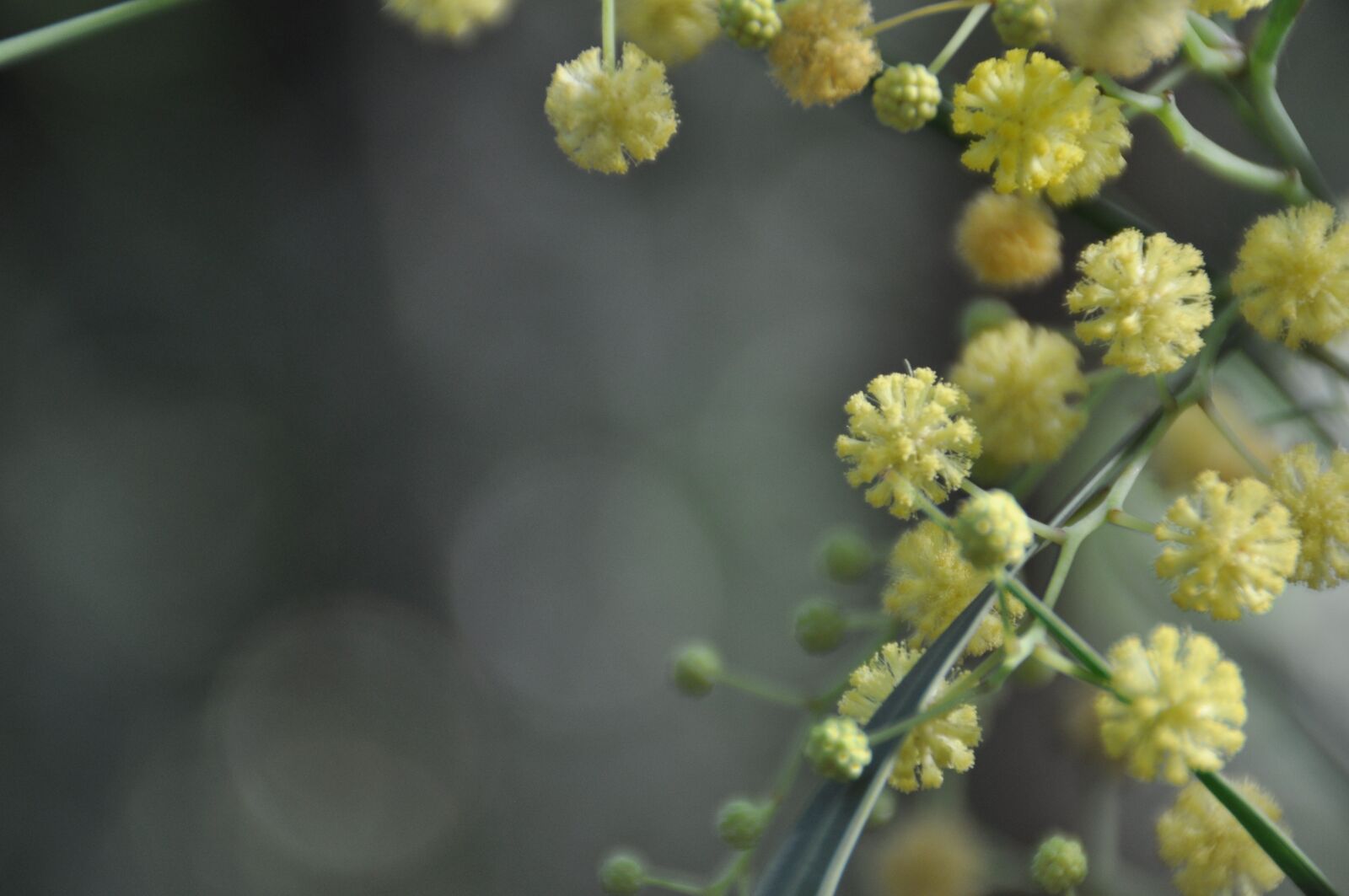 Nikon D5000 sample photo. Blossom, bloom, abstract photography
