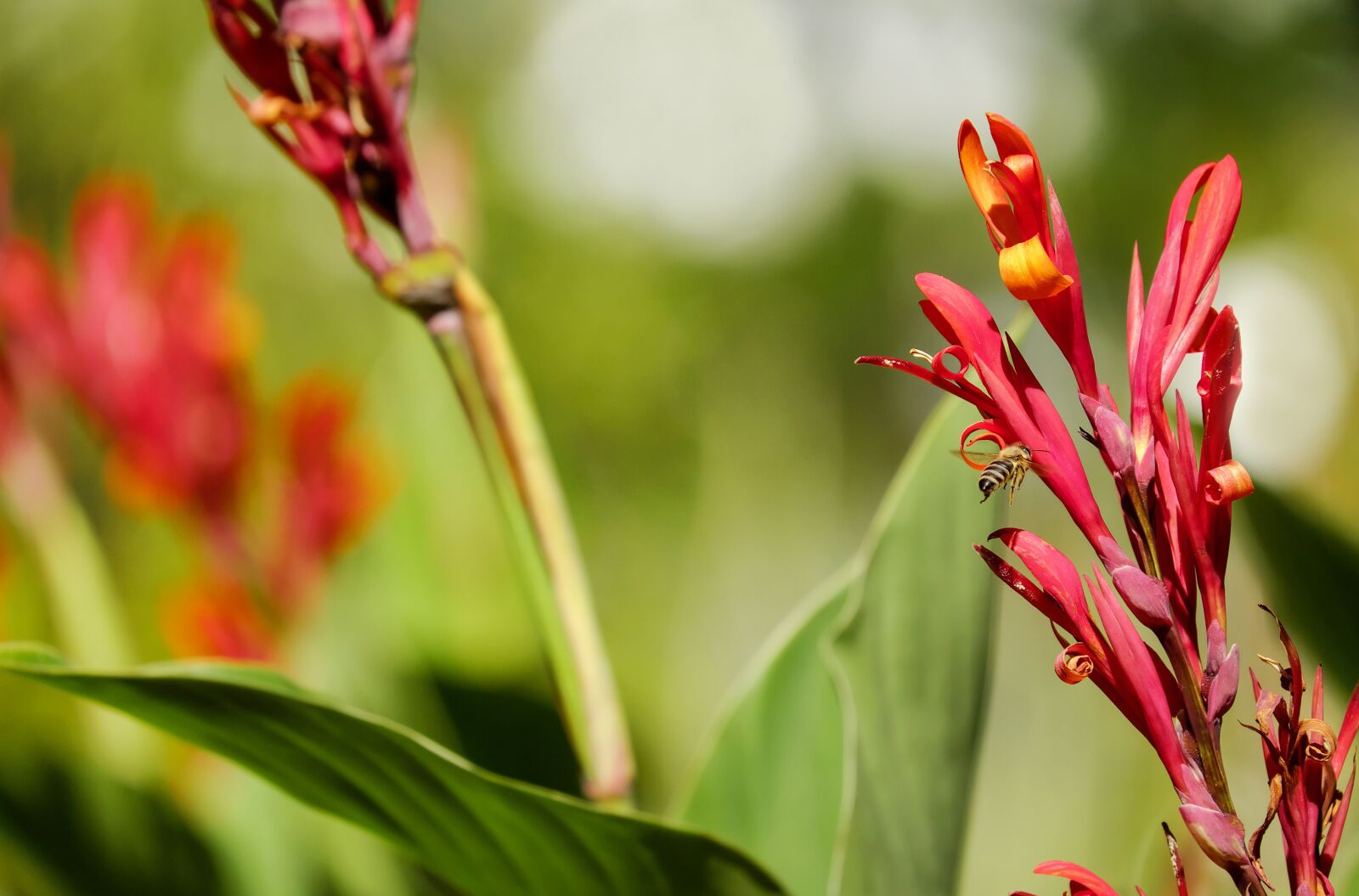 Fujifilm X-T10 + Fujifilm XC 50-230mm F4.5-6.7 OIS sample photo. Canna, flower, blossom photography