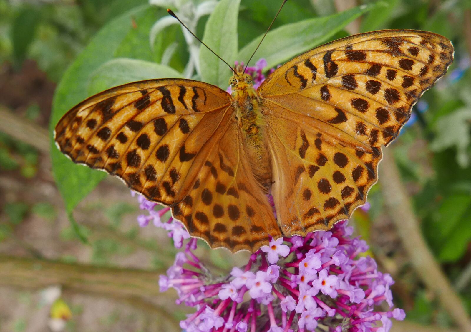 Panasonic Lumix DMC-LX100 sample photo. Nature, butterfly, great spangle photography